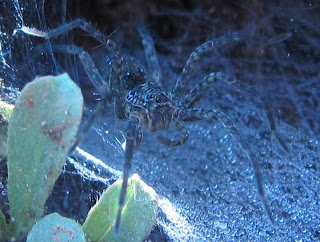 Kenyan Spiders: WOLF SPIDERS (Family Lycosidae)