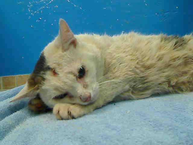 cats on death row near me