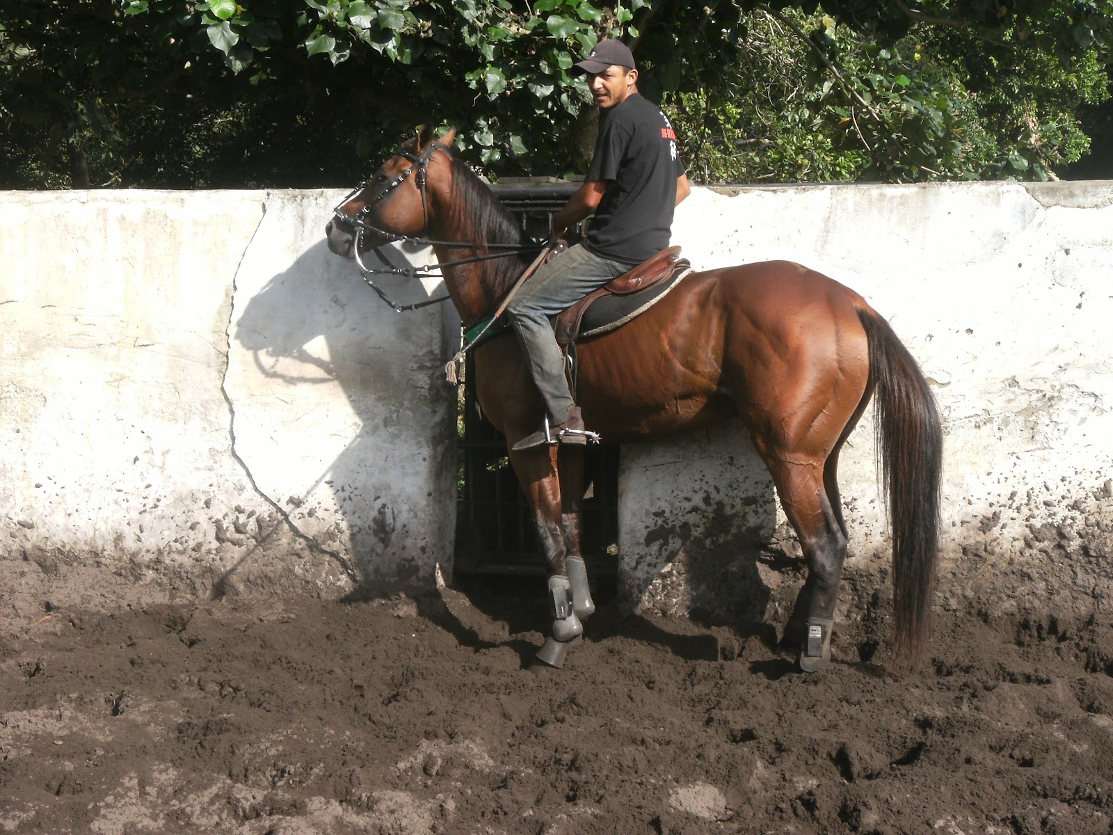Fazenda Mucuitu Cavalos de Vaquejada