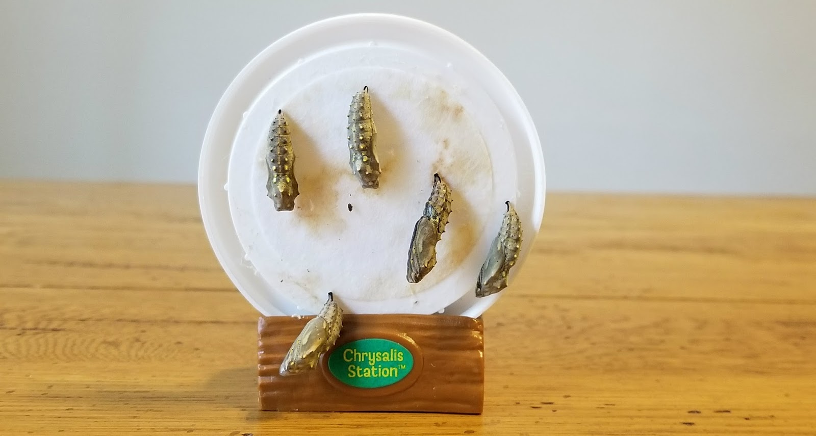 A GEEK DADDY INSECT LORE LIVE BUTTERFLY KITS