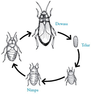 Proses metamorfosis tidak sempurna pada Ordo Hemiptera