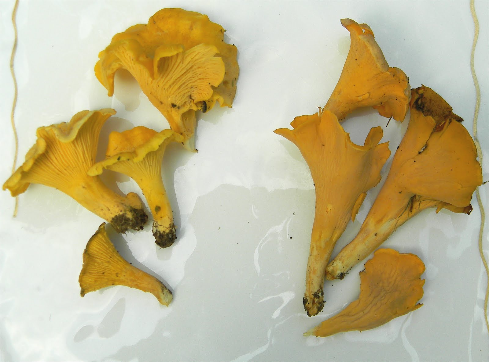 rainy with a chance of mushrooms july is chanterelle season in tennessee