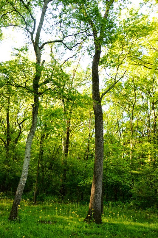 Flint River Land and Timber Contact Us