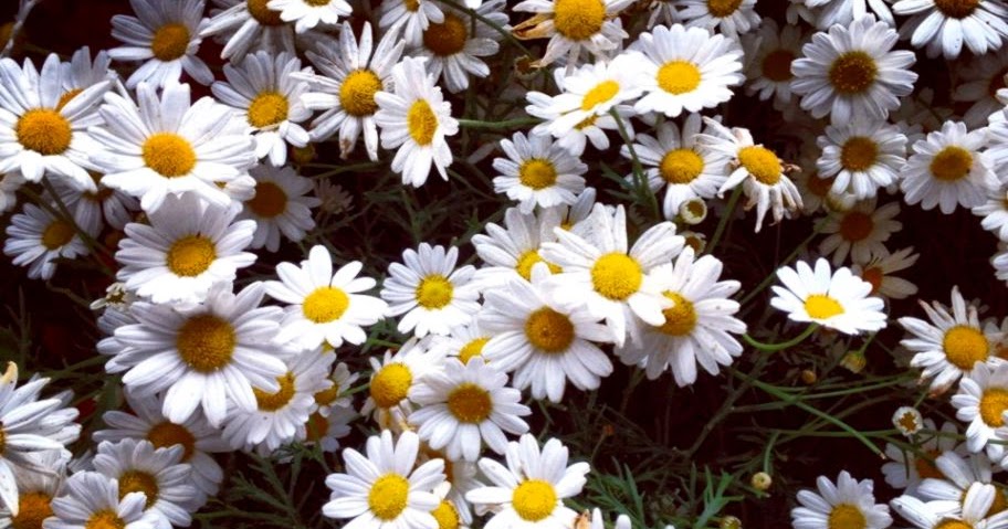 Daisy Flower Tumblr | Amazing Wallpapers