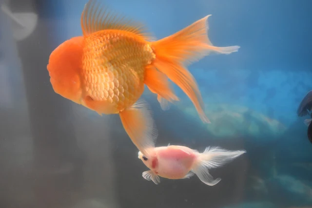 What Are My Fish Up to When We're on Vacation?  via  www.productreviewmom.com