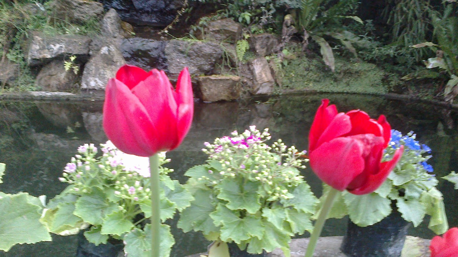 Charm of Red Tulips