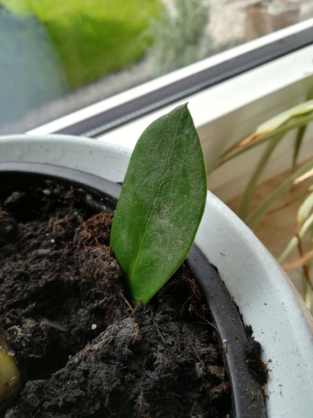 Selbstbesorger: Blattstecklinge so einfach gelingt es