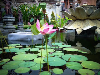 Calm And Peaceful Place Of Lotus Garden Pond In The Yard Of Buddhist Monastery In Bali Indonesia