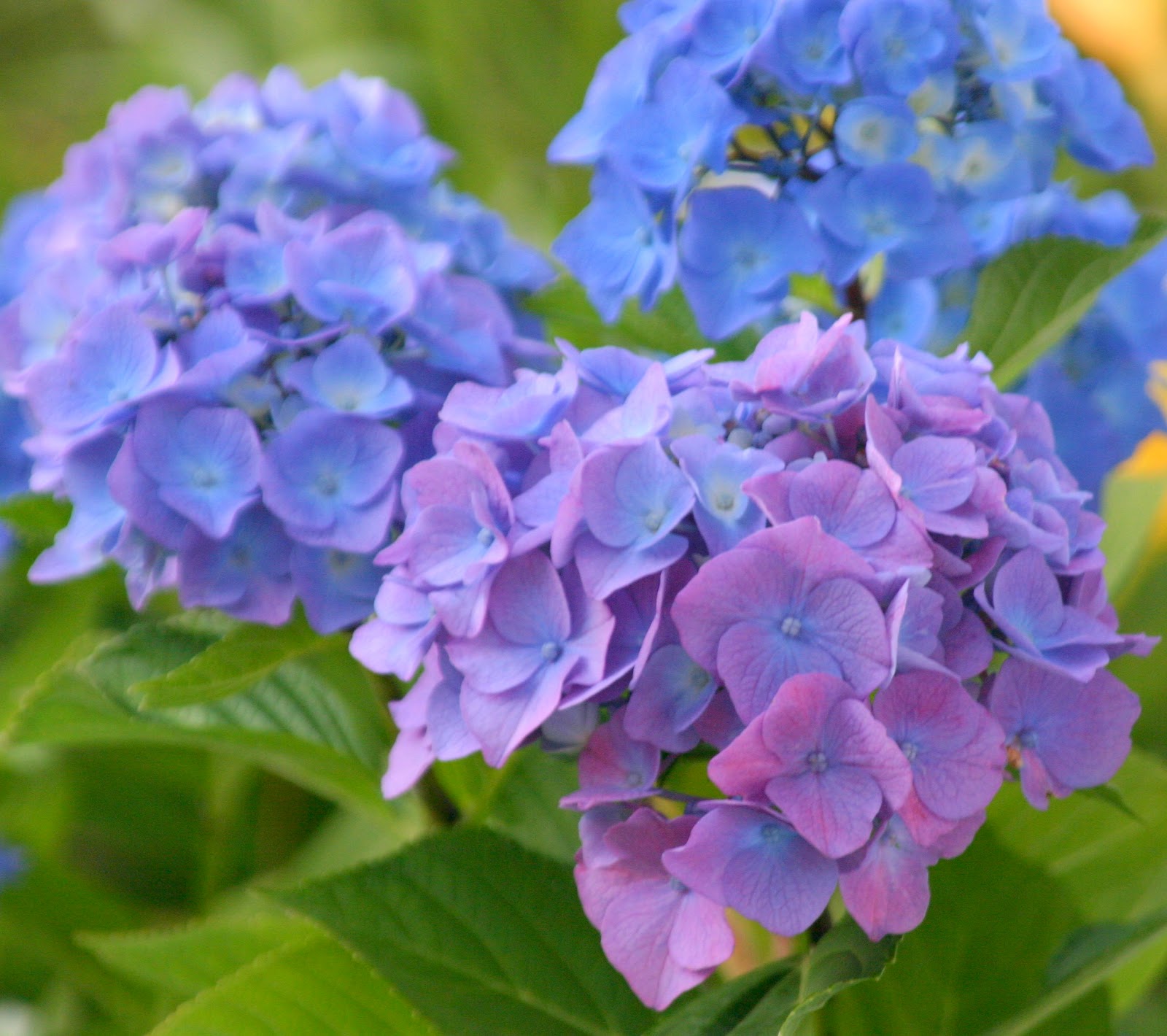 Nine Bark Hydrangea Plants For Sale Save 80 Buy Direct