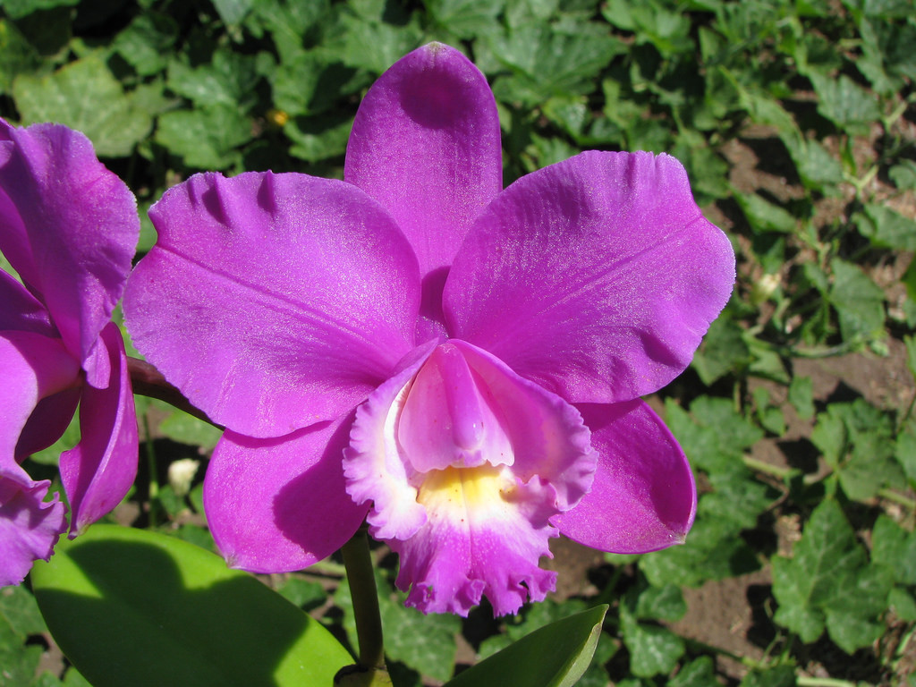 Travaldo�s blog Cattleya harrisoniana orchid plant care