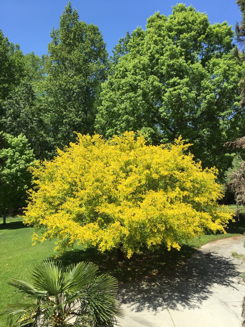 Mariette S Back To Basics Our Golden Live Oak Quercus