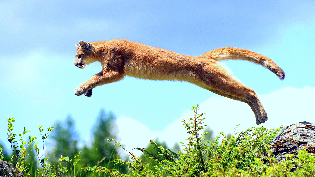 Животное с длинным хвостом. Животное в прыжке. Рысь new hampshire. Белка летун. Пума прыгает.
