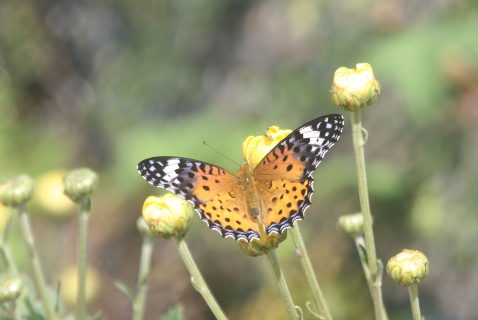 Snowy Owl Lost: Butterflies of Korea - Part III (Suncheon 2015)