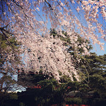 芝増上寺のしだれ桜