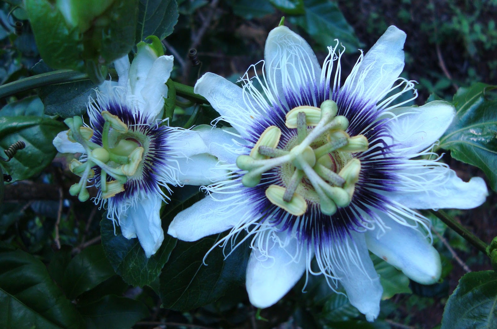 Blog do Edu Ambiental: Imagens de flor de maracujá