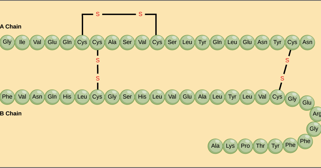 Formation of Secondary and Tertiary Structures on Protein