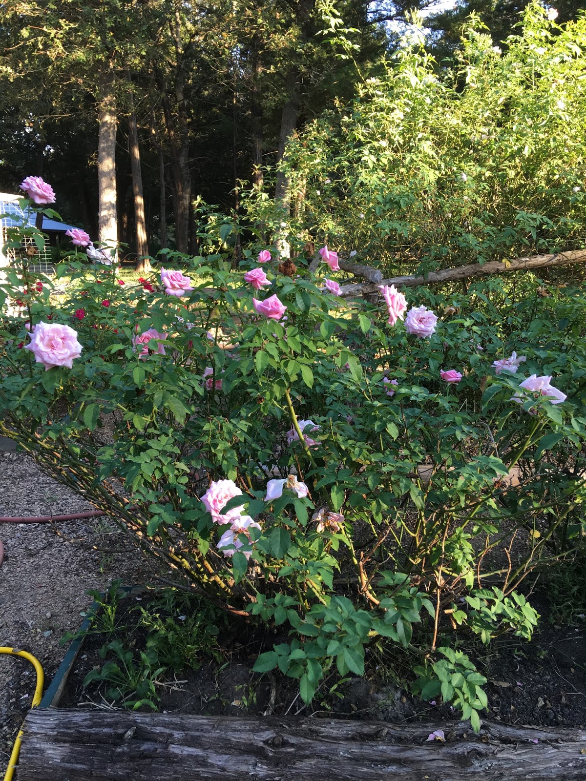 Lisa Bonassin's Garden Caldwell Pink and Belinda's Dream Blooming in