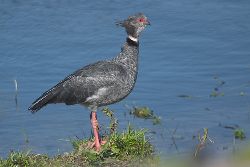 Chauna Torquata Facts And Pictures All Wildlife Photographs