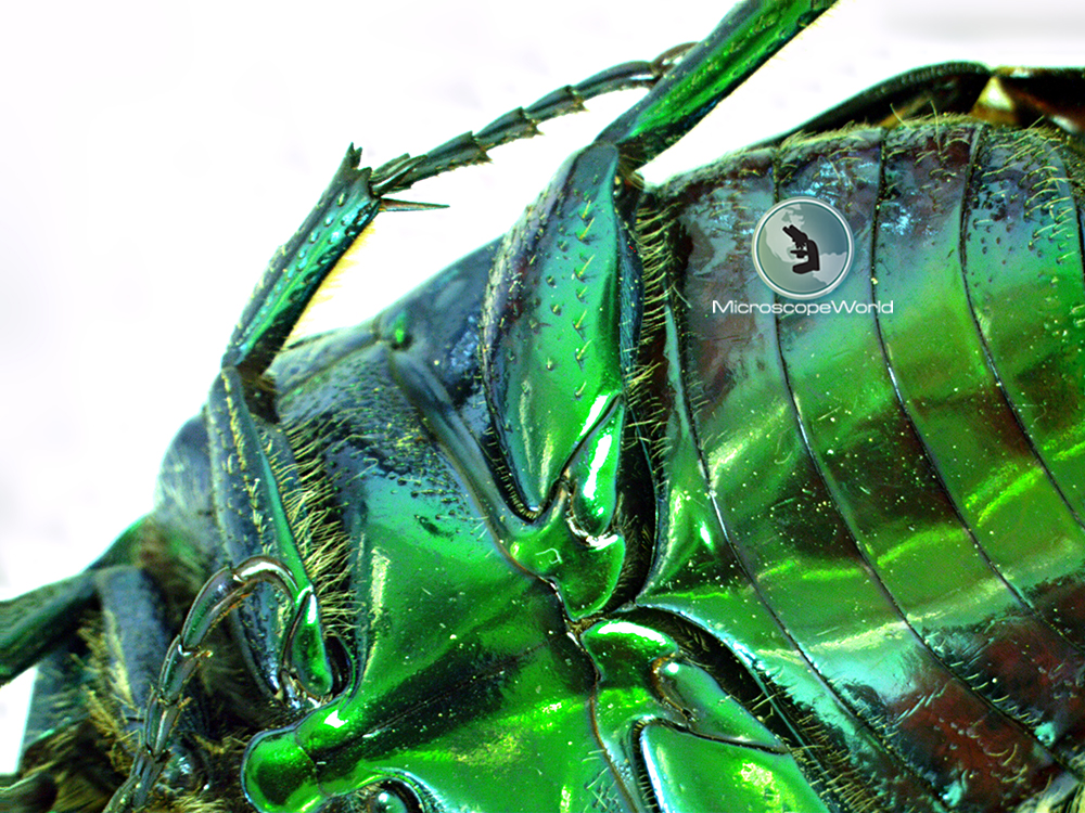 Microscope World Blog June Bug Under the Microscope