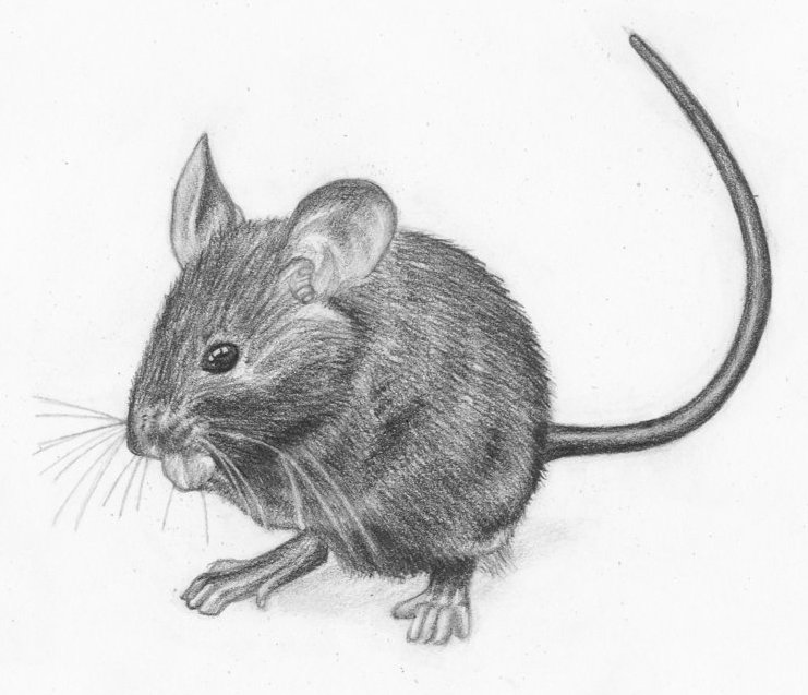 Laurrie's Garden Diary : I Must Have Mice