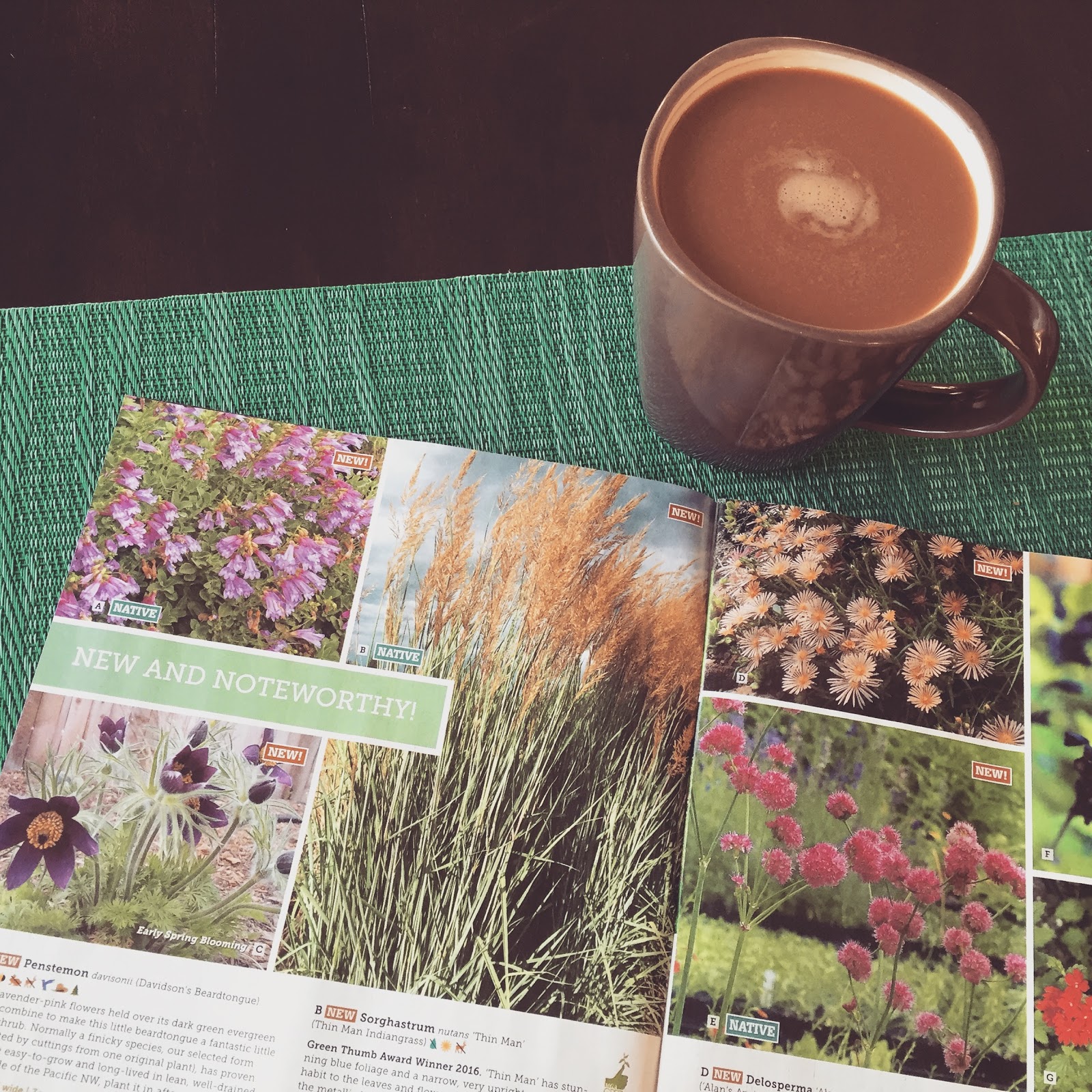 A Guide To Northeastern Gardening 18 Summer Blooming Shrubs For