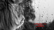 Free Download HD Rainy Wallpaper Pack . (rainy wallpapers )