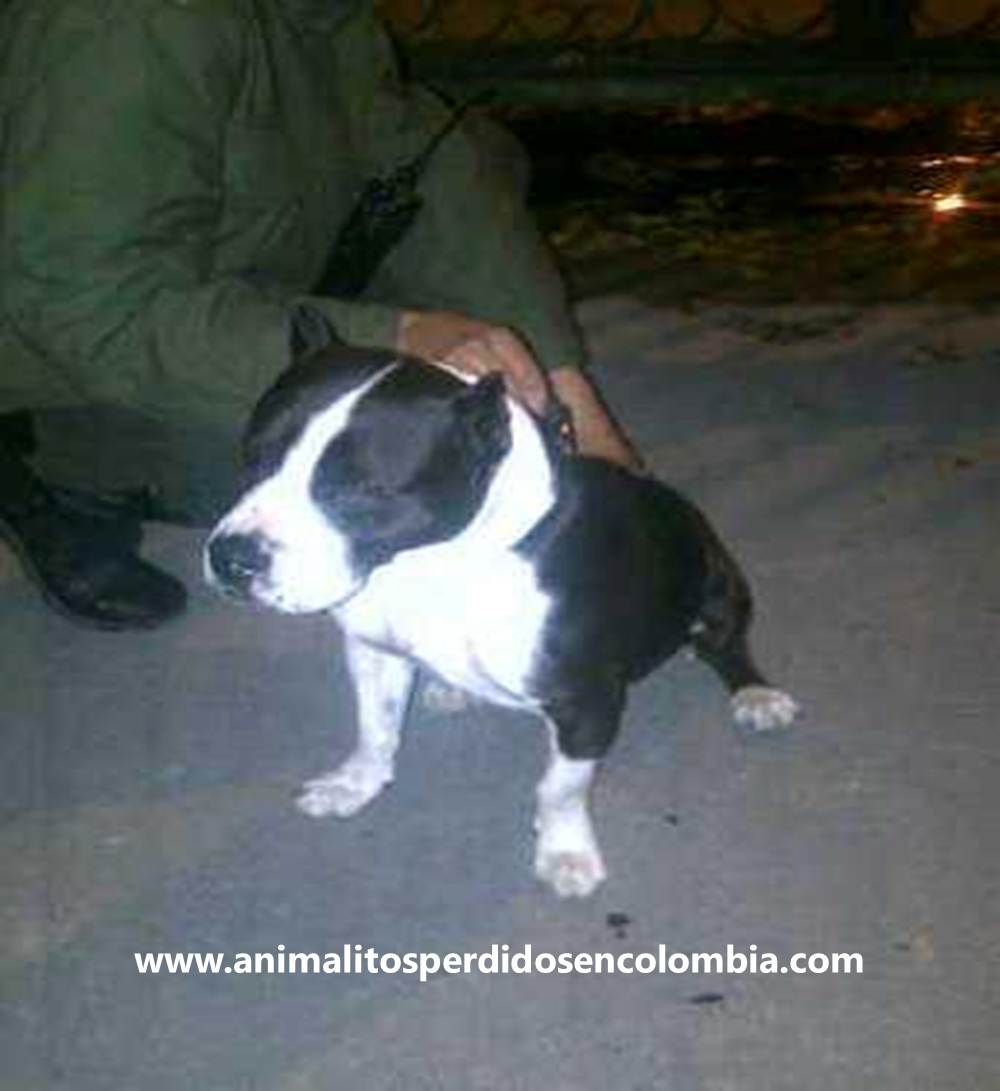 Raza American Bully Caracter Curiosidades Schnauzi Com