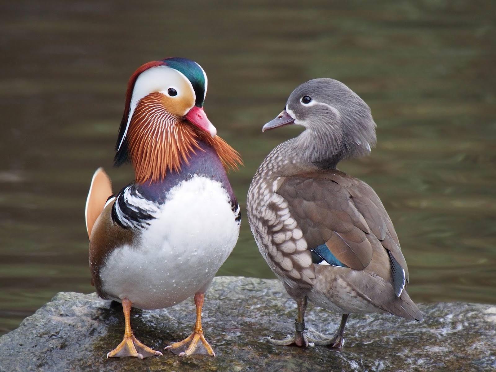 Sexual Selection In The World Of Birds Sexual Dimorphism