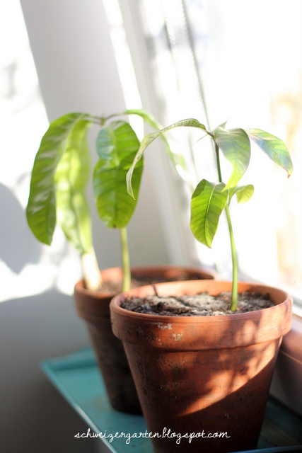 Ein Schweizer Garten: Was macht eigentlich die Mango?