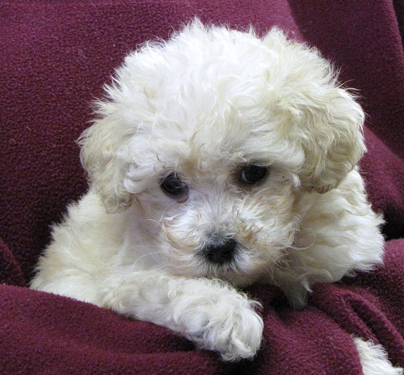 Toy Poodle Puppy Feeding Chart