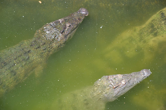 Palawan Wildlife Rescue and Conservation Center Crocodile farm
