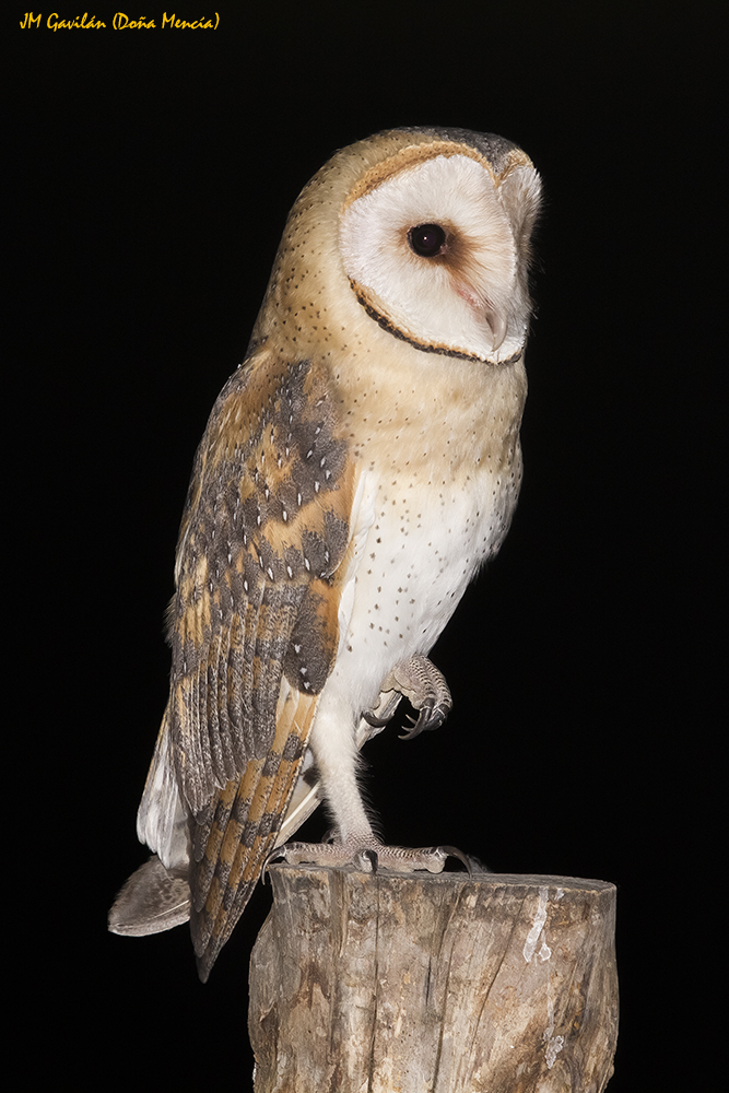 Fotografía de Naturaleza JM Gavilán Lechuza común o