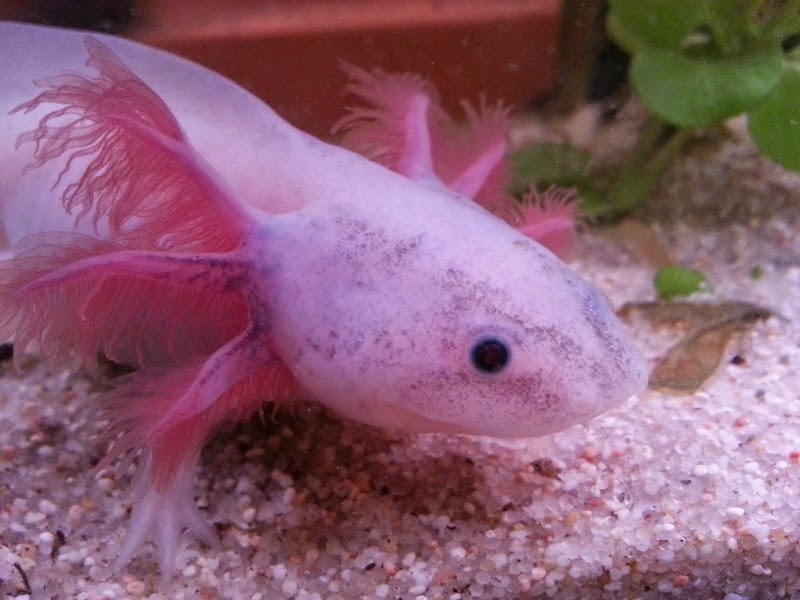 Ajolote o axolotl (Ambystoma mexicanum)