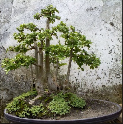 Daya Tarik Tanaman Hias Bonsai Serut