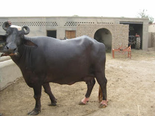 Cow Buffalo Bull Ox  Download Photos