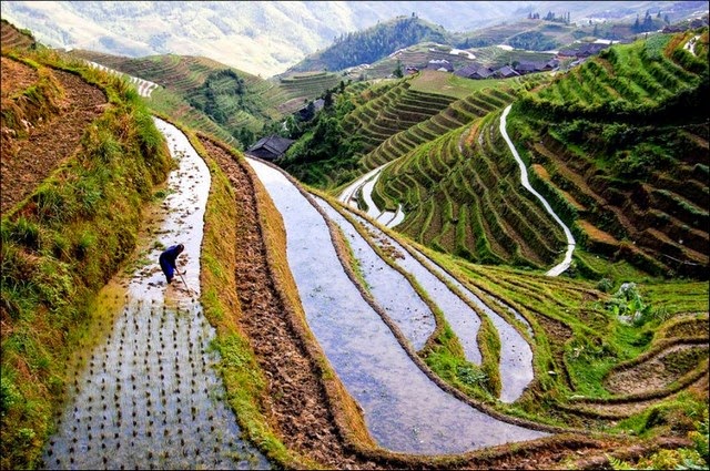 Rice fields, China