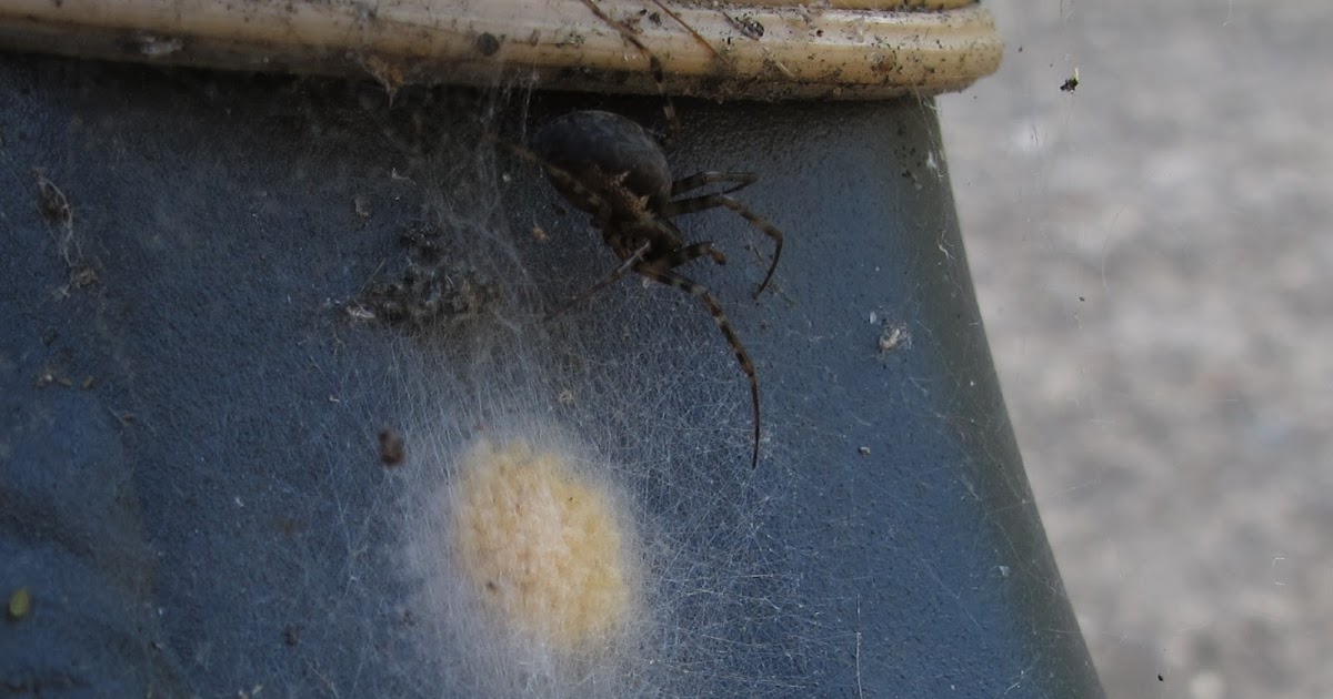 BugBlog Spider eggs and egg sacs