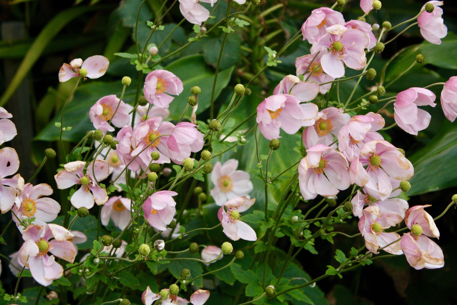 Bloom In Annie S Flowergarden