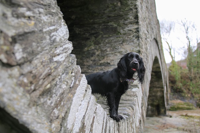 Places to Visit in Pembrokeshire with your Dog