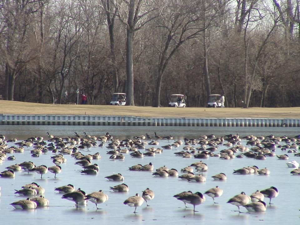 Wildbirds Broadcasting A Carter Lake Birder's Christmas Story
