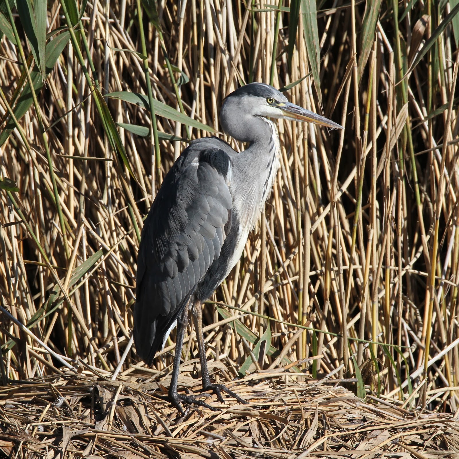 TrogTrogBlog Bird of the week Grey heron