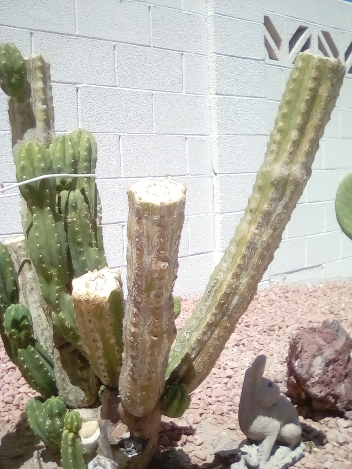 Xtremehorticulture of the Desert My Husband Cut Down a Climbing Cactus!
