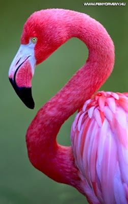 Szimbólumok/Állatszimbólumok: Flamingó