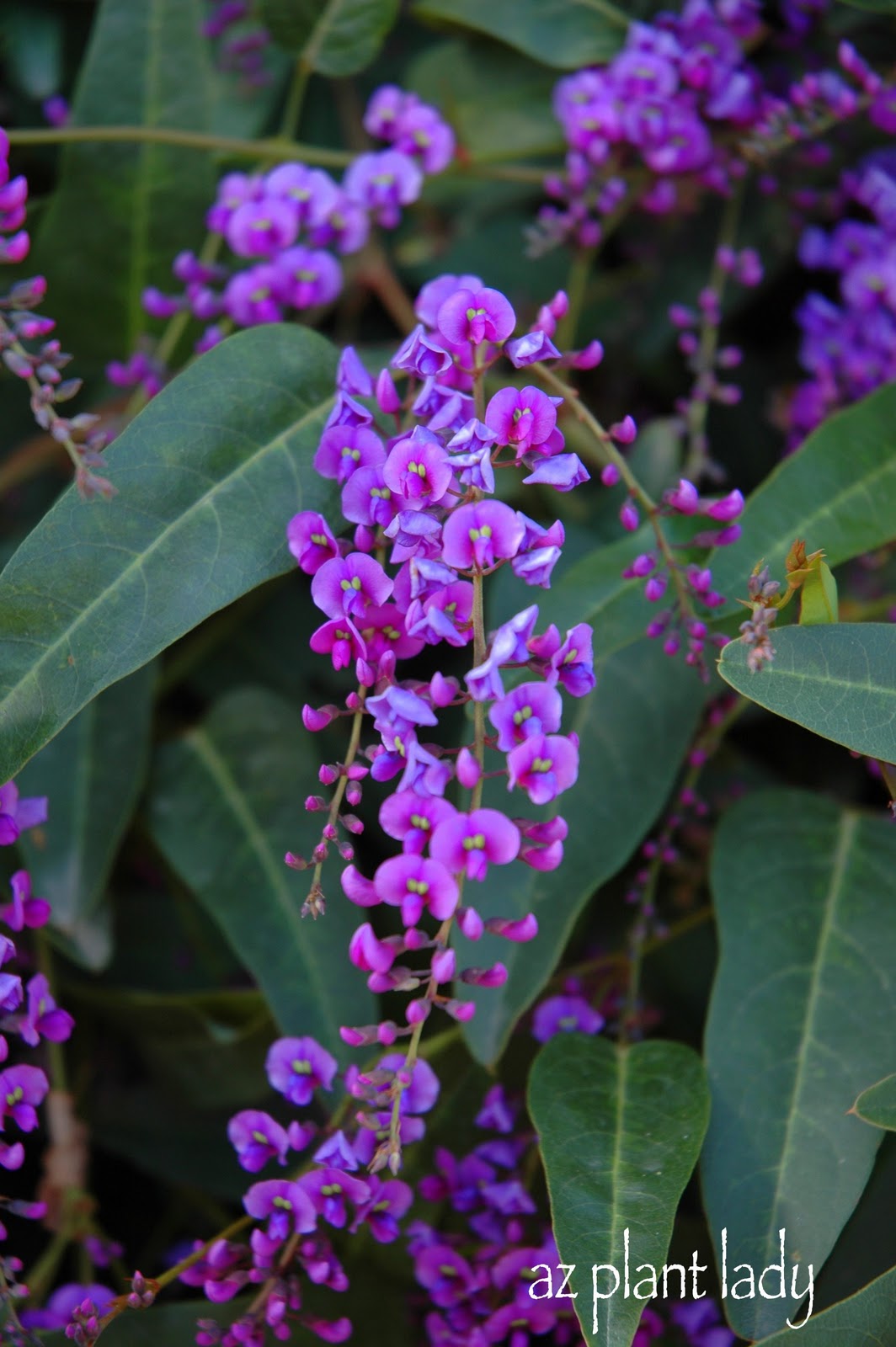 A Wandering Botanist Plant Story Lovely Lilacs