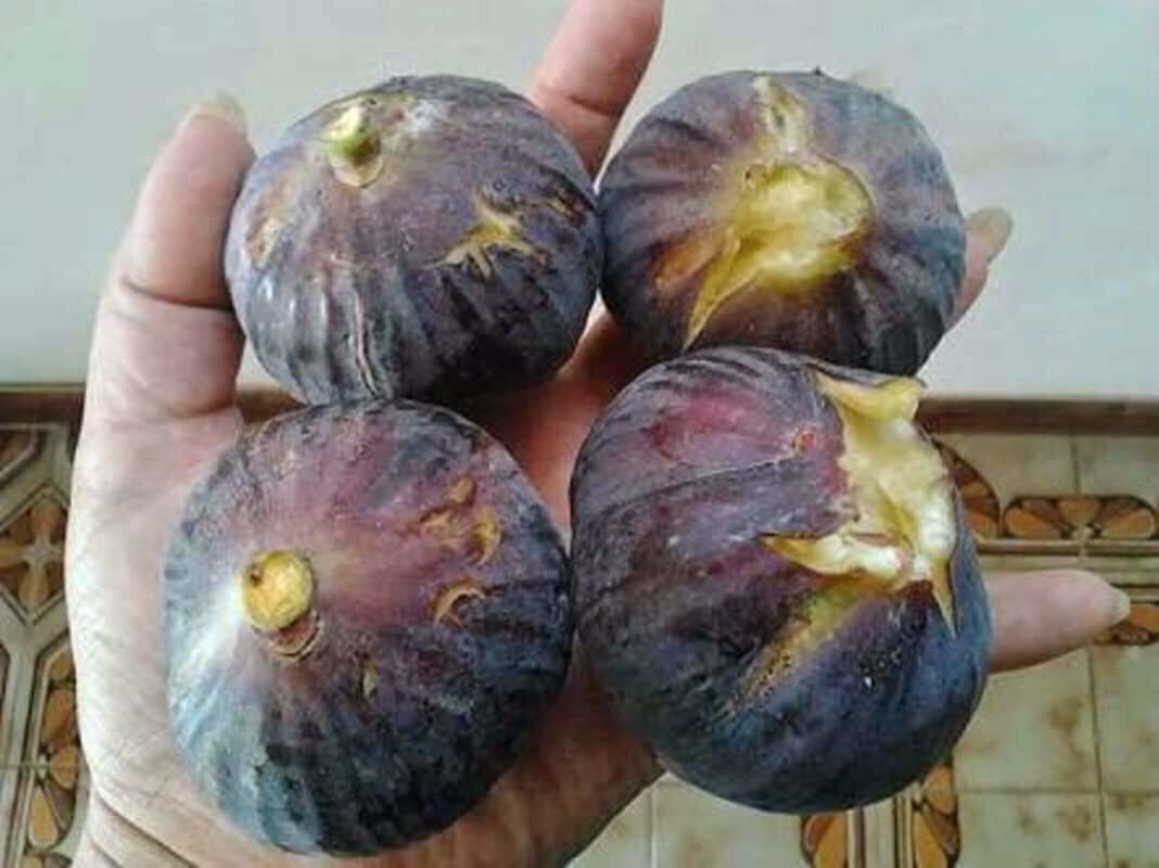 Black Malta Fig Var Tin