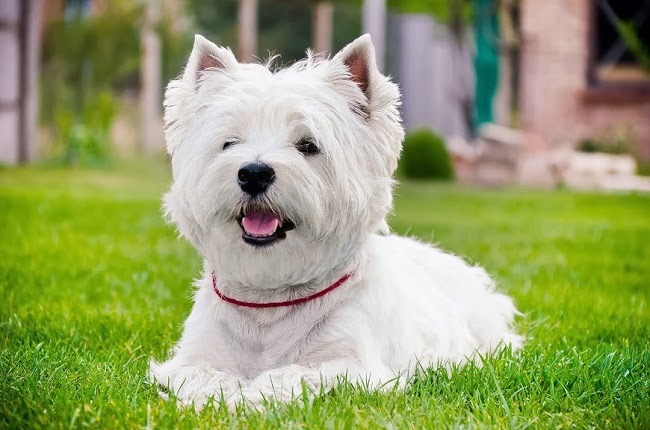 Psy rasy West Highland White Terrier