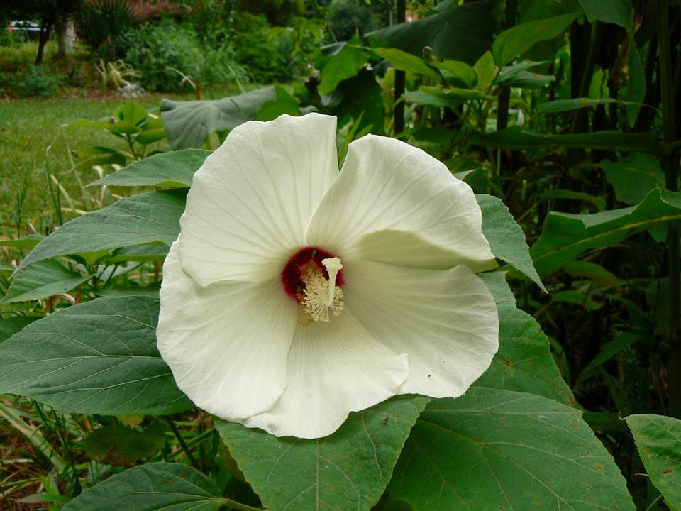 Using Native Plants Hardy Hibiscus (and Native too)