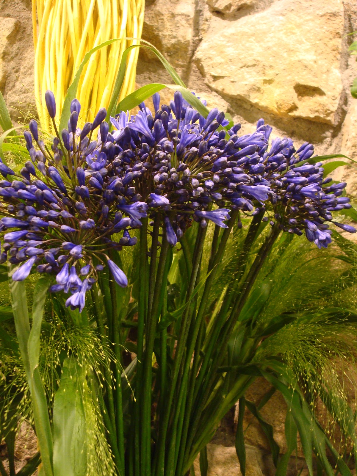 Faut Il Couper Les Fleurs D'agapanthe Fanées
