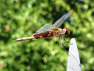 Dragonfly Hunting Perch