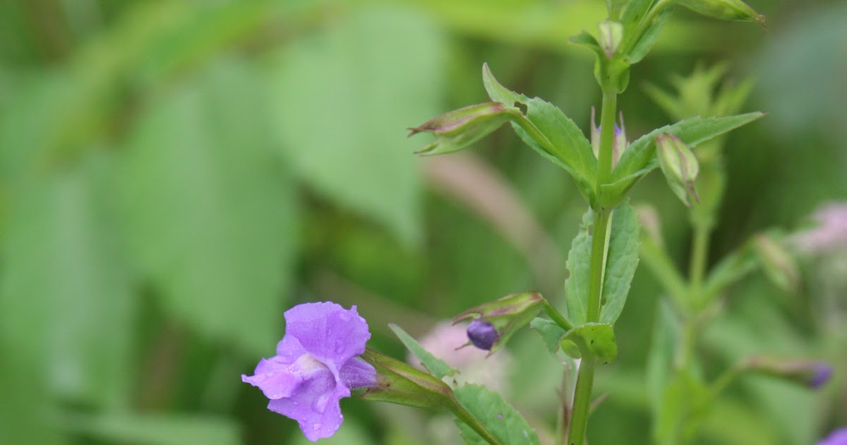 Monkey flower mimulus allegheny stemmed monkeyflower ringens species square